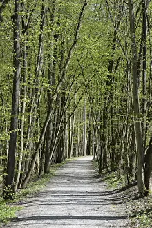Bavaria Forest Trail Drucke: Forest trail, spring, trail, forest