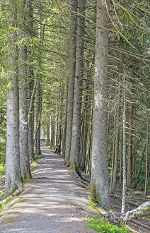 Southern Germany Landscape Photography Drucke: Forest trail in the Upper Black Forest