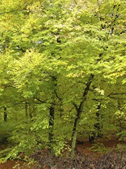 Uninhabited Forests Drucke: Forest, tree, trees, forest, nature