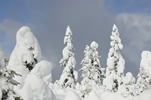 Winter Time Scenery Drucke: Forest, tree, trees, winter, snow