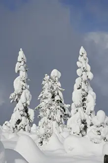 Deserted Winter Wonderland Drucke: Forest, tree, trees, winter, snow