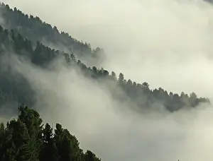 Misty Mood Landscapes Drucke: Forest, trees, fog, cloud, clouds