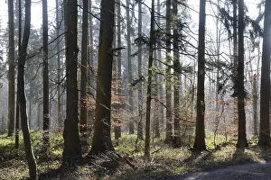 Beech Tree Forest Scenery Drucke: Forest, trees, forest, tree, winter