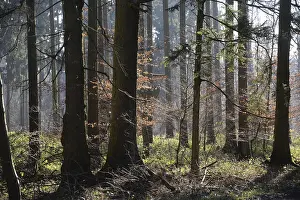 Beech Tree Forest Scenery Drucke: Forest, trees, forest, tree, winter