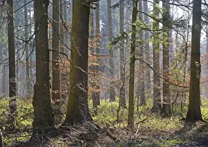 Winter Beech Forest Drucke: Forest, trees, forest, tree, winter