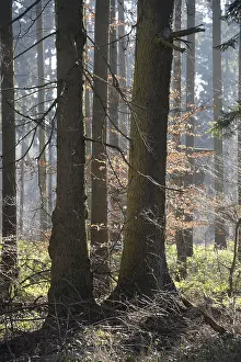 Beech Tree Forest Scenery Drucke: Forest, trees, forest, tree, winter