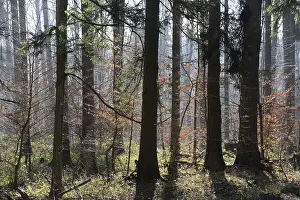 Beech Tree Forest Scenery Drucke: Forest, trees, forest, tree, winter