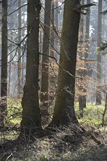 Wooded Countryside Views Drucke: Forest, trees, forest, tree, winter
