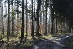 Beech Tree Forest Scenery Drucke: Forest, trees, forest, tree, winter