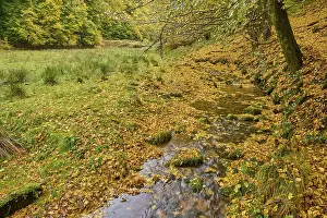 Central European Landscape Photo Drucke: Forest, valley, stream, meadow