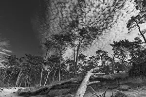 Cloudy Sky Mecklenburg Western Pomerania Drucke: Forest on West Beach, Cloudy Sky