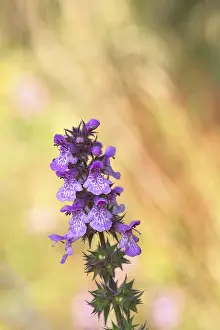 European Medicinal Plants Drucke: Forest willow (Stachys sylvatica)