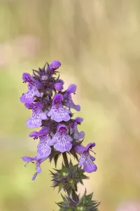 Stachys Sylvatica Drucke: Forest willow (Stachys sylvatica)