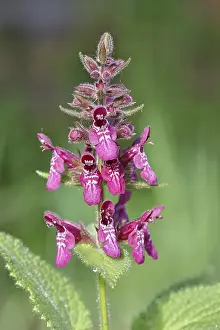 Medicinal Plant Germany Drucke: Forest willow (Stachys sylvatica)