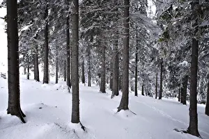 Winter Forest Landscape Drucke: Forest in winter