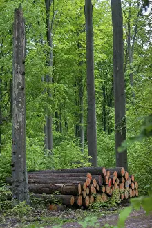Intensive Forestry Drucke: Forestry, high size, vertical format