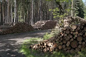 Deserted Forest Landscapes Drucke: Forestry, logging, industrial forestry