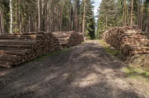 Deserted Forest Landscapes Drucke: Forestry, logging, industrial forestry