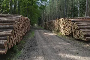 Deserted Forest Landscapes Drucke: Forestry, logging, industrial forestry