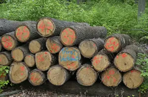 Intensive Forestry Drucke: Forestry, logging, intensive forestry, forest