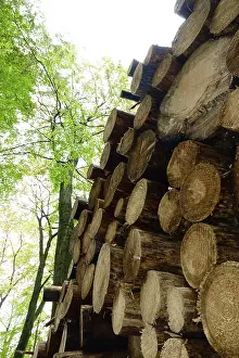 Central European Forests Drucke: Forestry, timber, Germany