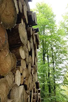 German Timber Industry Drucke: Forestry, timber, Germany