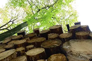 German Timber Industry Drucke: Forestry, timber, Germany
