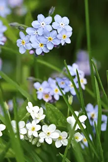 Spring In Germany Drucke: Forget-me-not, spring, Germany