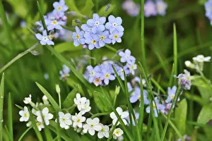 European Wildflowers Germany Drucke: Forget-me-not, spring, Germany