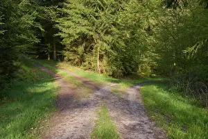 Odenwald Landscape Photography Drucke: Fork, forest path, morning, spring