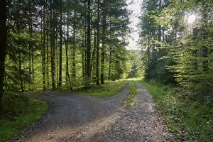 Springtime Forest Landscape Drucke: Fork, forest path, sun, morning