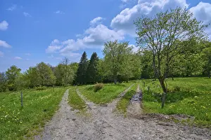Springtime In Bavaria Germany Drucke: Fork in the road, meadow, trees