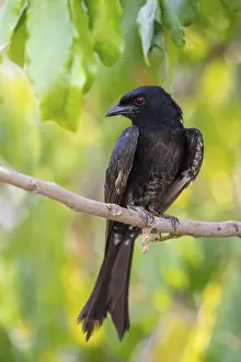 African Bird Photography Drucke: Fork-tailed drongo (Dicrurus adsimilis)
