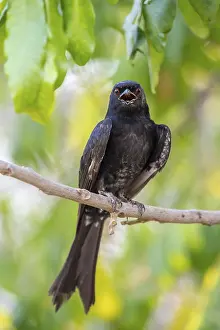 Deserted Savanna Landscape Drucke: Fork-tailed drongo (Dicrurus adsimilis)