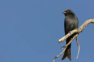 Barren Savanna Landscape Drucke: Fork-tailed drongo (Dicrurus adsimilis)