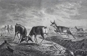 Gefleckter Hirsch, Stachelhörniger Hirscheinhorn