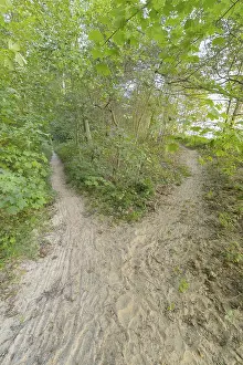 Baltic Coast Landscapes Drucke: Forked forest path, Langenberg