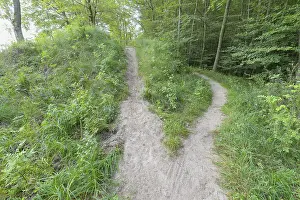 Western Pomerania Scenery Drucke: Forked forest path, Langenberg