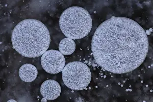 Northern Germany Wetland Biotope Drucke: Forms of ice in a puddle, ice crystals