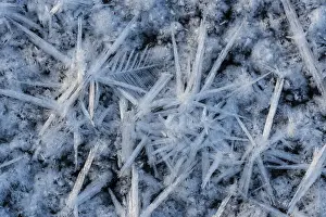Wetland Biotope Germany Drucke: Forms of ice in a puddle, ice crystals