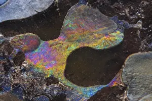 Winter Nature Scene Drucke: Forms of ice in a puddle, ice crystals