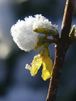 Empty Landscape With Blooming Flowers Drucke: Forsithia flower with snow