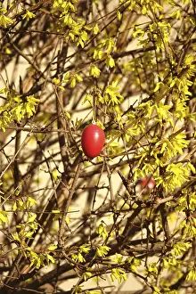 Easter Decoration Germany Drucke: Forsythia with Easter egg, March, Germany
