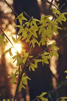 Evening Atmosphere Drucke: Forsythia in evening light at setting sun