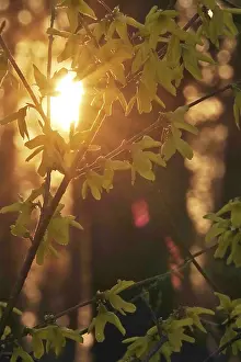 Ornamental Shrub Europe Drucke: Forsythia in evening light at setting sun
