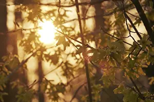 Atmospheric Evening Sky Germany Drucke: Forsythia in evening light at setting sun