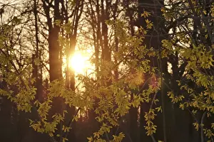 Evening Sun Drucke: Forsythia in evening light at setting sun