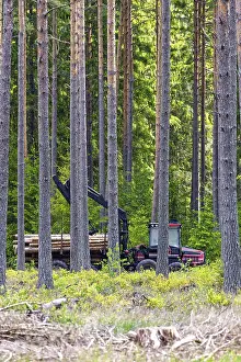Italian Stone Pine Forest Drucke: Forwarder logging machine with a crane operating in a dense pine forest