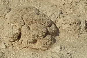 Underwater Landscape Photography Drucke: Fossilised corals