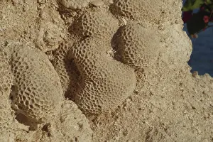 Coral Reef Landscape Photography Drucke: Fossilised corals